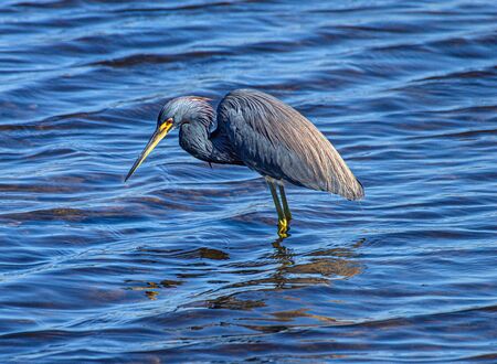 Tricolored Heron Looking at Merritt IslandNational Wildlife Refuge, Floridaの写真素材