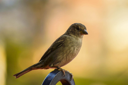 Sparrowの写真素材