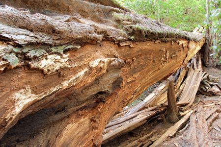 A fallen redwood tree in Armstrong Redwood State Park, Californiaの写真素材
