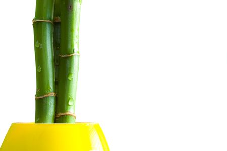 Bamboo stems and vase on isolated white backgroundの写真素材