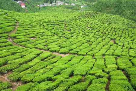 Tea being grown at a plantation in the Cameron Highlands, Malaysia.の写真素材