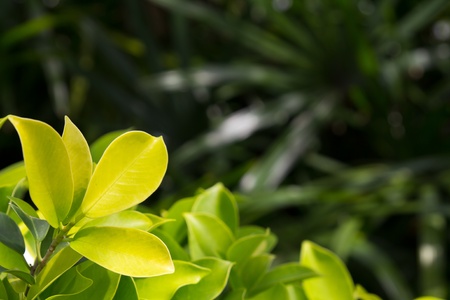 Green leave at bottom left corner of the frame.の写真素材