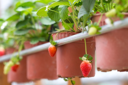The organic strawberry farmの写真素材