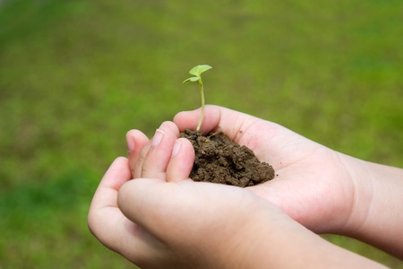 Hand with young plant against green fieldの写真素材
