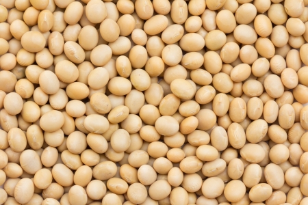 Image of close up of soya beans backgroundの写真素材