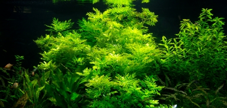 Green seaweed plants with fishes in an aquariumの写真素材