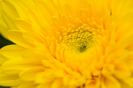 Macro shot of chrysanthemum flower in the garden