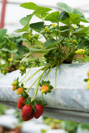 Organic strawberry plant growing in green houseの写真素材