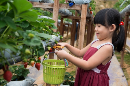 Little child is plucking strawberry in farmの写真素材
