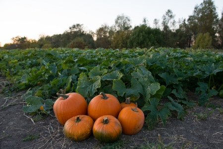 Pumpkins in pumpkin patch ready for harvestの写真素材
