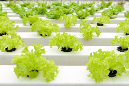 Hydroponic vegetables growing in greenhouse at Genting Highlands Malaysiaの写真素材