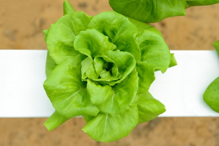 Topview of hydroponic vegetables in greenhouse at Genting Highland Malaysiaの写真素材