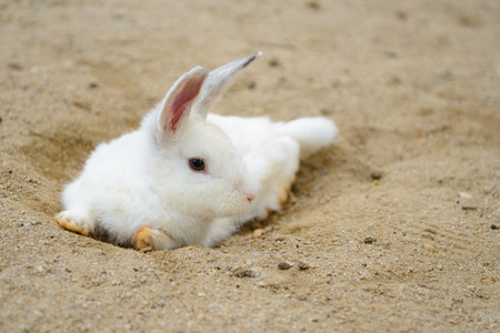 Close up of white rabbit at the sandの写真素材