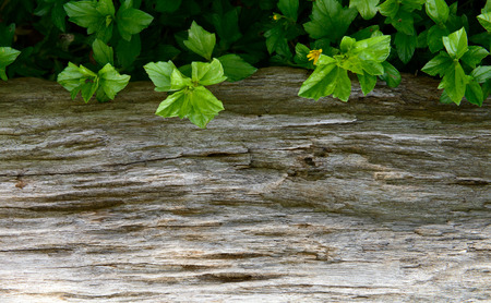 Close up shot of green leaves and woodの写真素材