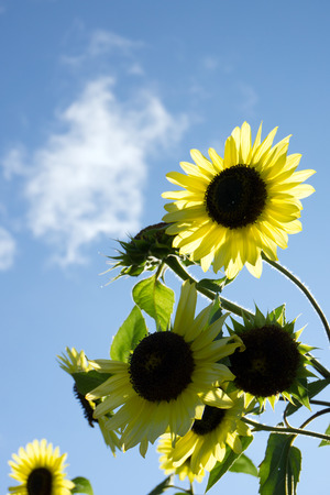 Close up of sunflower plant against blue skyの写真素材