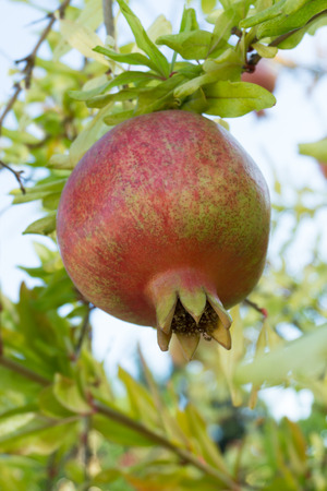 Fresh ripe pomegranate hang on the treeの写真素材
