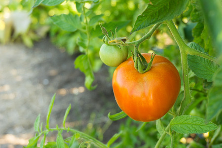 Red and green tomatoes hanging on the treeの写真素材