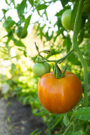 Red and green tomatoes hanging on the treeの写真素材