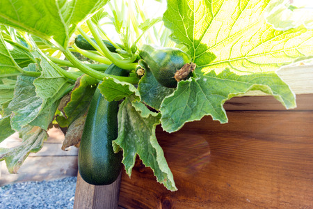 Zucchini plant on garden ready to be harvestedの写真素材