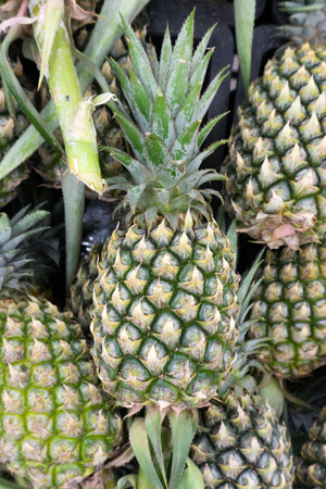 Pile of pineapples on sale in the marketの写真素材