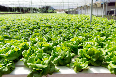 Hydroponic vegetables growing in greenhouse at Cameron Highlandsの写真素材