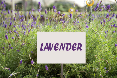 Close up of lavender plant in bloom at Cameron Highlandsの写真素材