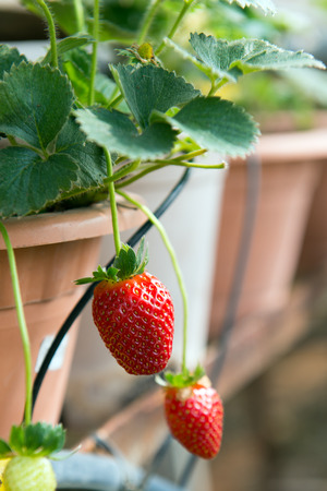 Organic strawberry plant growing in green houseの写真素材