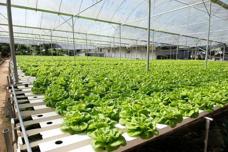Hydroponic vegetables growing in greenhouse at Cameron Highlandsの写真素材