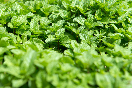 Organic mint plantation in Cameron Highlands, Malaysiaの写真素材