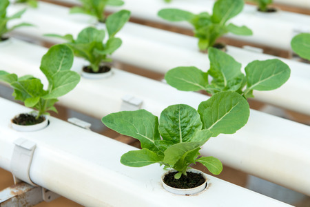 Hydroponic vegetables growing in greenhouse at Cameron Highlandsの写真素材