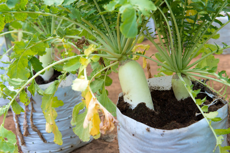 Organic white radish growing in green houseの写真素材