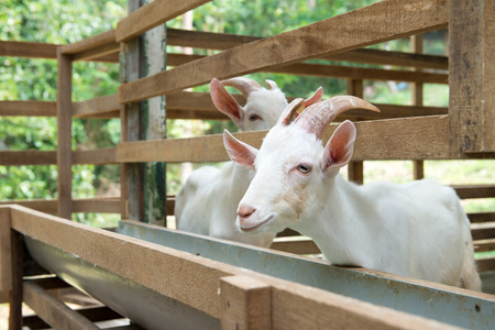 Close up of white goats in farmの写真素材