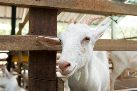 Close up of white goat in farmの写真素材