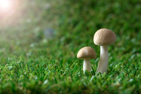 Wild mushrooms growing on the soft mossの写真素材