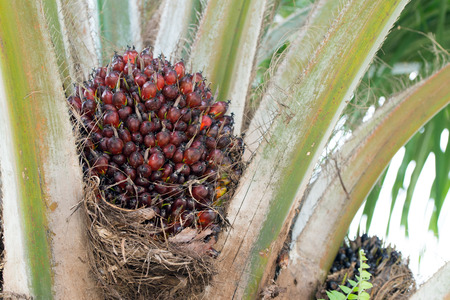 Close up of bunch of oil palm fruit on treeの写真素材