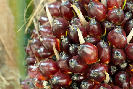 Close up of bunch of oil palm fruit on treeの写真素材