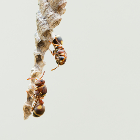 Macro shot of bees isolated on grey color backgroundの写真素材