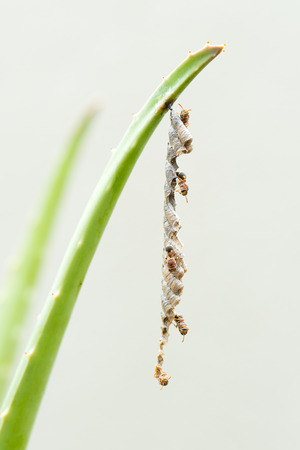 Macro shot of bees isolated on grey color backgroundの写真素材