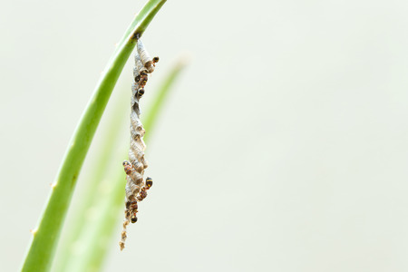 Macro shot of bees isolated on grey color background