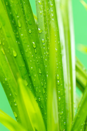 Close up of fresh pandan leaves wet with dewの写真素材