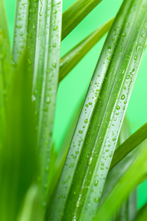 Close up of fresh pandan leaves wet with dewの写真素材