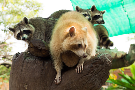 Few racoons sitting together on the tree trunkの写真素材