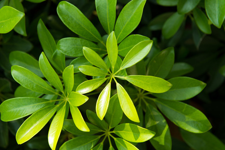 Close up of green umbrella plant leavesの写真素材
