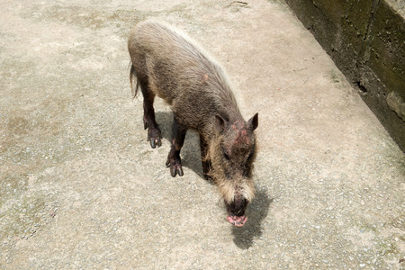 Close up of wild boar in the farmの写真素材