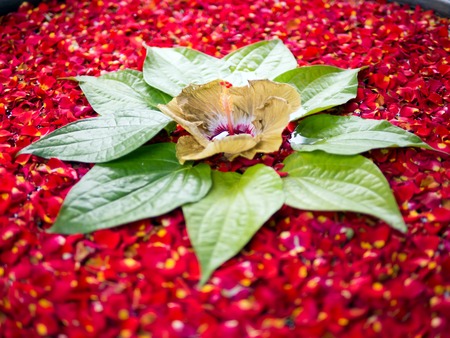 Big yellow blossom of a hisbiscus flower in the middle of red petals