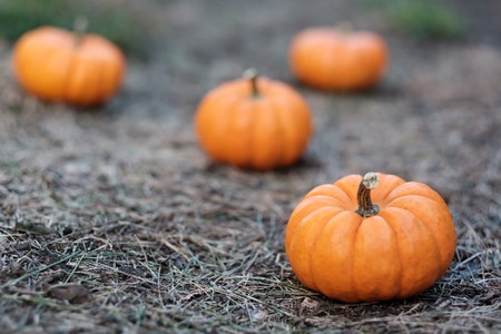Miniature pumpkins in the field for hallowen and fall backgroundの写真素材