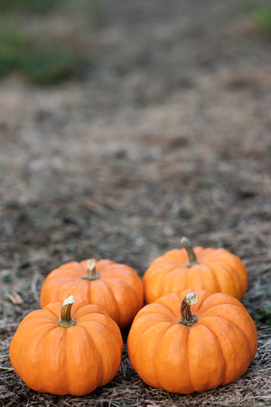 Miniature pumpkins in the field for hallowen and fall backgroundの写真素材