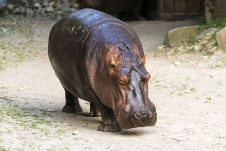 The common hippopotamusの写真素材