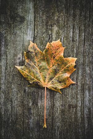 One fall leaf over wooden background, high contrast and detail