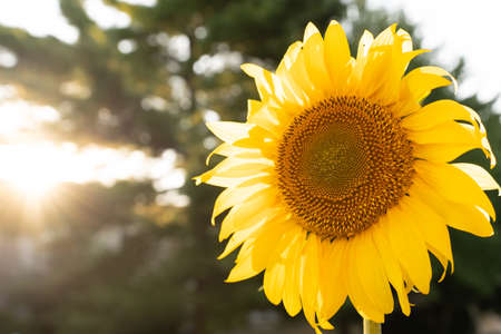 Yellow sunflower against the sky and green field with sunray